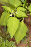 Black nightshade